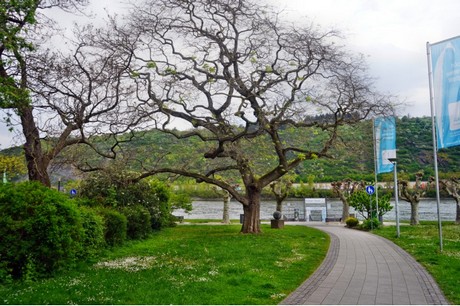 Andernach