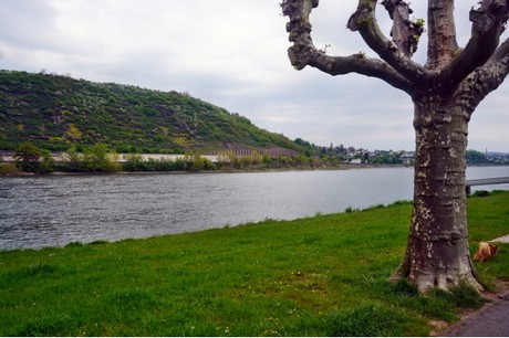 Andernach