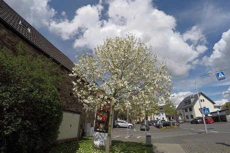 ahrweiler
