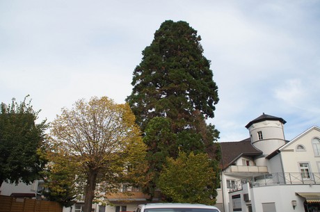 ahrweiler