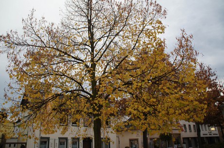 ahrweiler