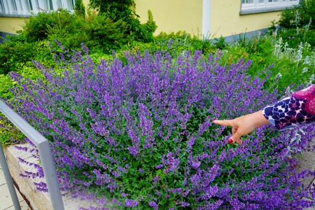 Nenndorf