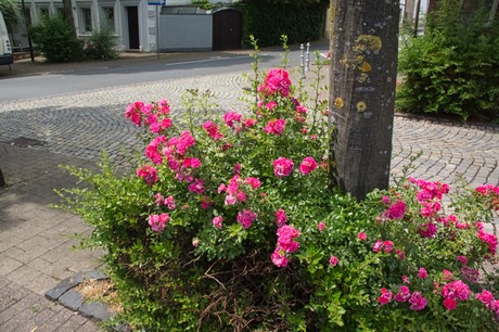 Beckum