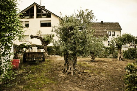 bachem