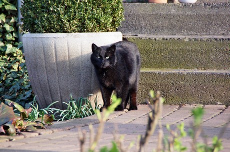 badorf