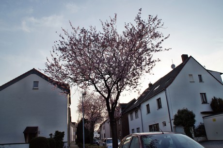 badorf