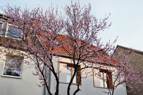 badorf