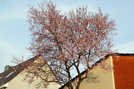 badorf