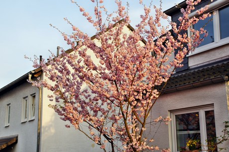 badorf