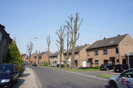 bedburg