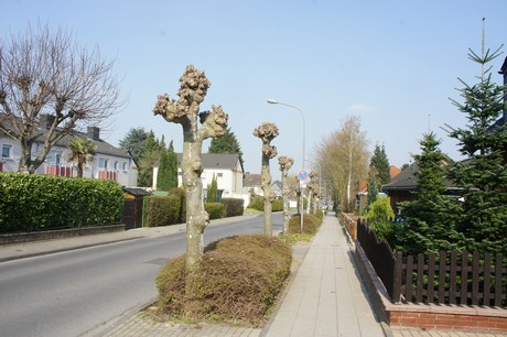 bedburg