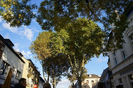bergheim