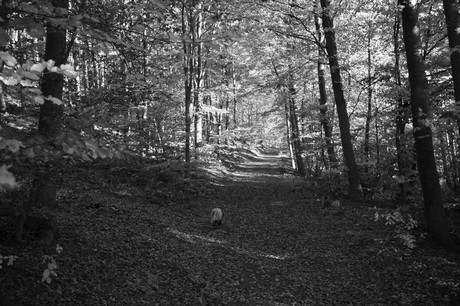 Bergstein
