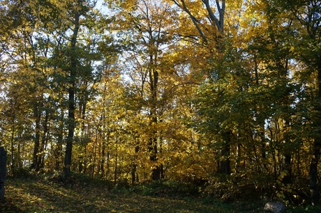 Bergstein