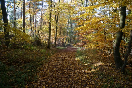 Bergstein