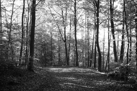 Bergstein