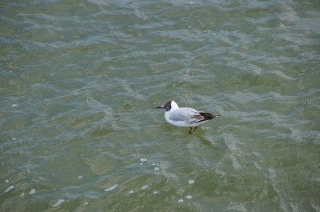 binz
