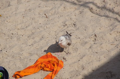 binz