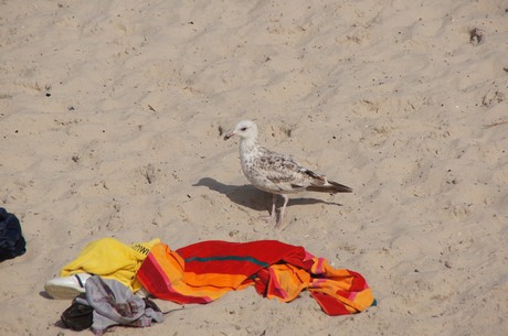 binz