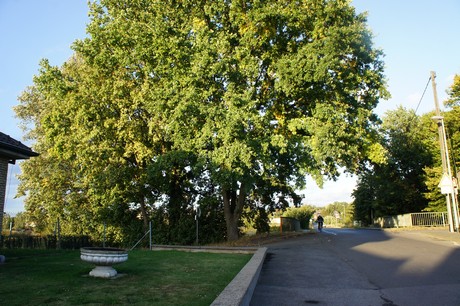 bliesheim