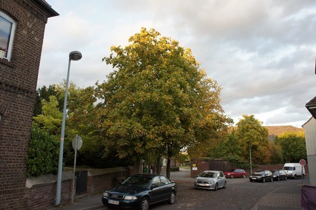 bliesheim
