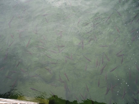 bodensee