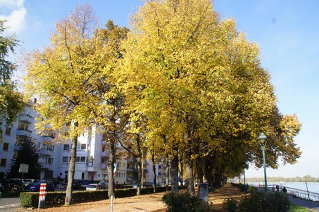 bonn