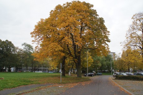 bonn