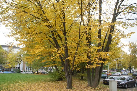 bonn