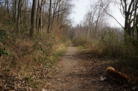 bleibtreusee