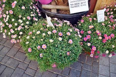 fruehlingsfest