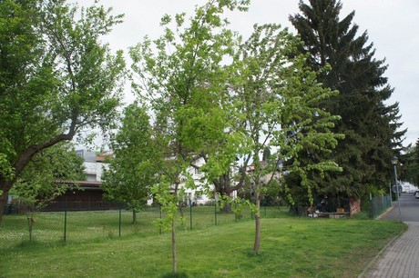 bruehl