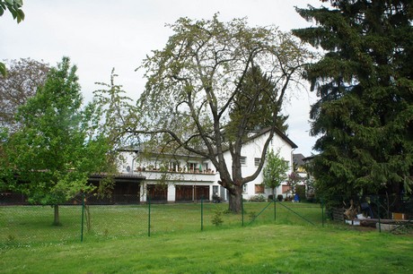 bruehl
