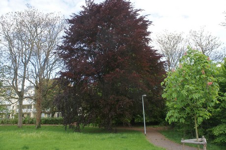 bruehl