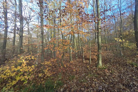 bruehl