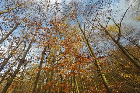 bruehl