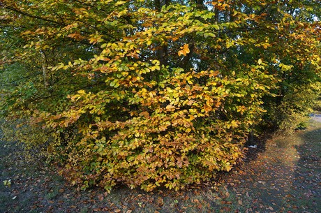 bruehl