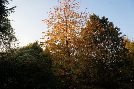 bruehl