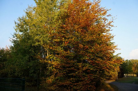 bruehl