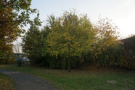 bruehl
