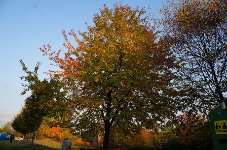 bruehl