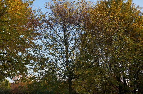 bruehl