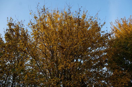 bruehl