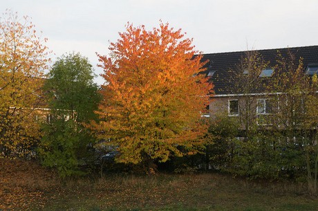 bruehl