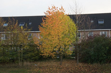 bruehl