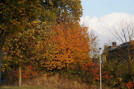 bruehl