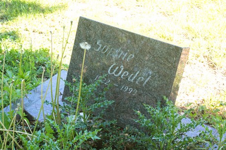 Buschbell
