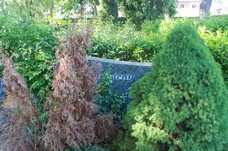 Buschbell