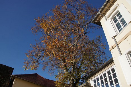 Deidesheim