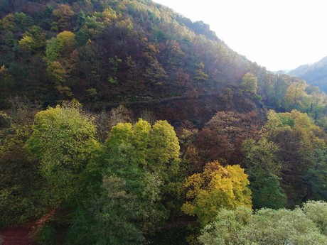 Dernau